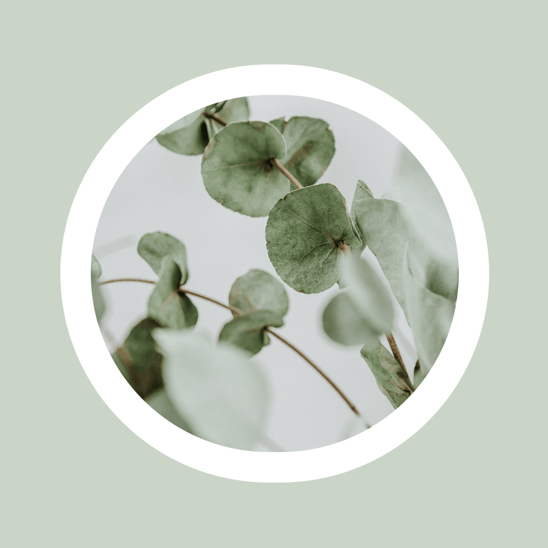 Naturlig Eterisk Tea Tree-olje